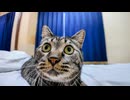 旅館に着いて部屋で寛いでいたら猫が次々に挨拶に来てくれた