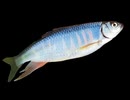オイカワ釣れた