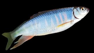 オイカワ釣れた