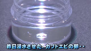 #02 学研カブトエビ飼育・・カブトエビ孵化はどうなたのか？