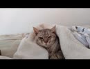 帰ってきたニコニコ…でも猫には関係ないらしい