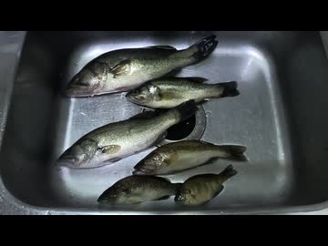 バスのフライ