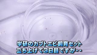 #03 学研カブトエビ「学研の科学・古代生物カブトエビの世界」は孵化率高杉でございます。