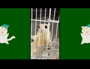 【 #フクロモモンガ 】傷を負うもの、負わせたもの！【 #おはモモンガ 】