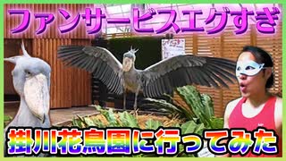 「掛川花鳥園」で鳥さんたちのファンサを受けてきた！【ハシビロコウのふたばちゃん】