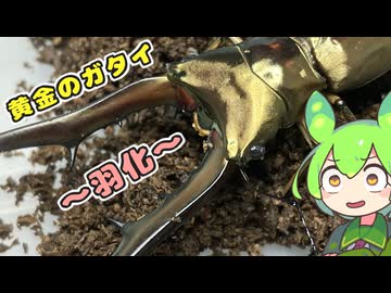 【クワガタ飼育】メタリフェルホソアカ サンギレンシス 羽化