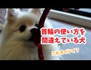 首輪の使い方を間違えている犬