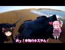 琴葉姉妹と行く釣行記録（海釣り編part37）