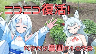 2024年8月5日　農作業日誌P1078　ニコニコ動画復活おめでとです！