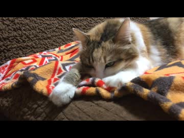 エリザベス 2016～2022ごろ