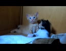 キトンブルーになった子猫のケンカがかわいすぎた「負けた子猫が母乳に駆け込む姿も可愛い」