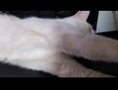 うちの子で猫動画撮ってみたった