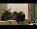 変なおじさんとこの　鶏さん４２０　お座敷鶏の面々となでなで鶏