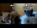 目薬点されていじける子猫の傍に行く子猫がかわいい