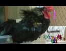変なおじさんとこの　鶏さん４２１　ねむぅぅぅい鶏