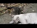 人懐っこい野良猫を撫でていたら隠れていた子猫も近づいてきた