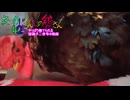 変なおじさんとこの　鶏さん４２５　やっぱり撫でられる矮鶏の動画