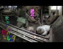 変なおじさんとこの　鶏さん４２９　鶏母さん子育て中