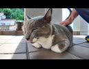 人懐っこい野良猫を撫でていたら隠れていた子猫も近づいてきた