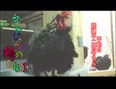変なおじさんとこの　鶏さん４３１　不動の矮鶏子二世号さん