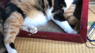 お気に入りの爪研ぎベッドでくつろぐ猫