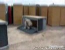 トイレ中の米兵のトイレを倒す動画