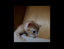 【ショート】思わず子猫にツッコミを入れてしまいました