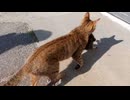 観光客の群衆の中から子猫を助け出す母猫