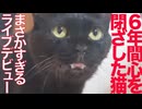 6年間心を閉ざした猫、まさかのライブデビューを果たす