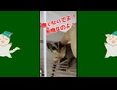 【 #フクロモモンガ 】オヤツを全力で取ろうとする子！【 #おはモモンガ 】