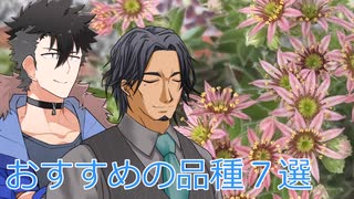【多肉植物】低音コンビのセンペルビウムチャンネル＃5 オススメのセンペルビウムを紹介したい【ソフトウェアトーク劇場】