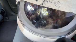 タクシーにご乗車する猫