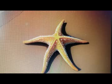 【初音ミク】「海のmemoir」（オリジナル）