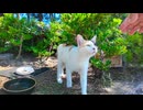 三毛猫ママ、子猫たちがいない間に食べる