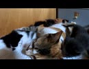 「オシッコがないだと！」と思って匂いを嗅いでそうな子猫たち