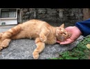 激しいゴロゴロ音の茶トラ子猫、ナデナデしたら懐いて付いてきた