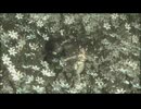 MGS3プラチナトロフィー攻略23