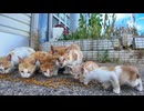 港付近の猫ちゃん、近所の人に御飯をもらって食べてます。カリカリデビュー間もない子猫の姿も