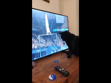 オリンピックを阻止する猫