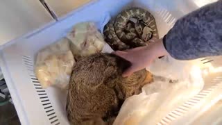 レンジ　お気に入り動画まとめ