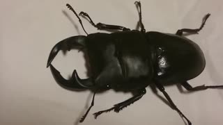 台湾オオクワガタの動画