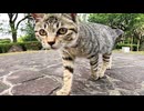 トコトコと歩いてきて足下にゴロンと寝転がる野良子猫