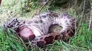 シカを丸吞みするニシキヘビ