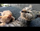 ナカナカ親離れ出来ない子猫
