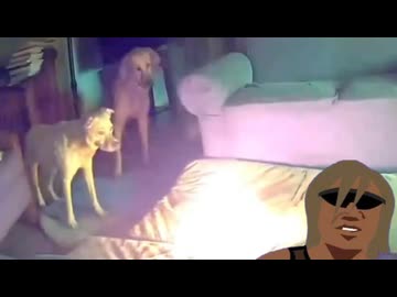 ホモと見る家を全焼させるバカ犬