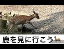 新潟の鹿さんを見に行った