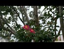 ふーいずBaby?【弾き語りの歌ってみた】