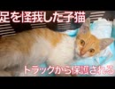 足を負傷した脱水の子猫、トラックの荷台から保護される