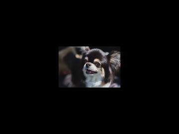 ちっちゃなチワワ