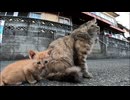 【野良猫親子】母猫に甘える子猫が可愛過ぎる